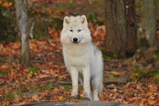 White and Black Wolf