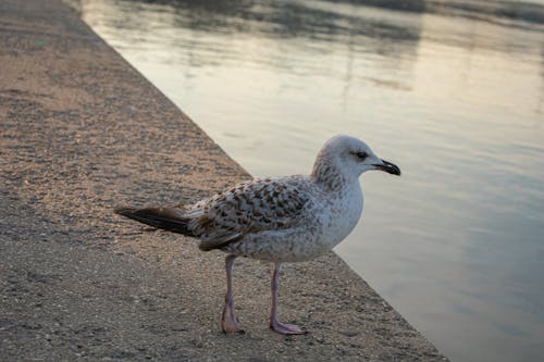 Foto d'estoc gratuïta de animal, au, gavina