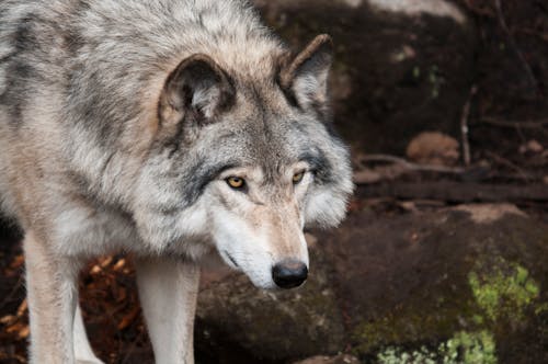 Wolf Standing on Stone