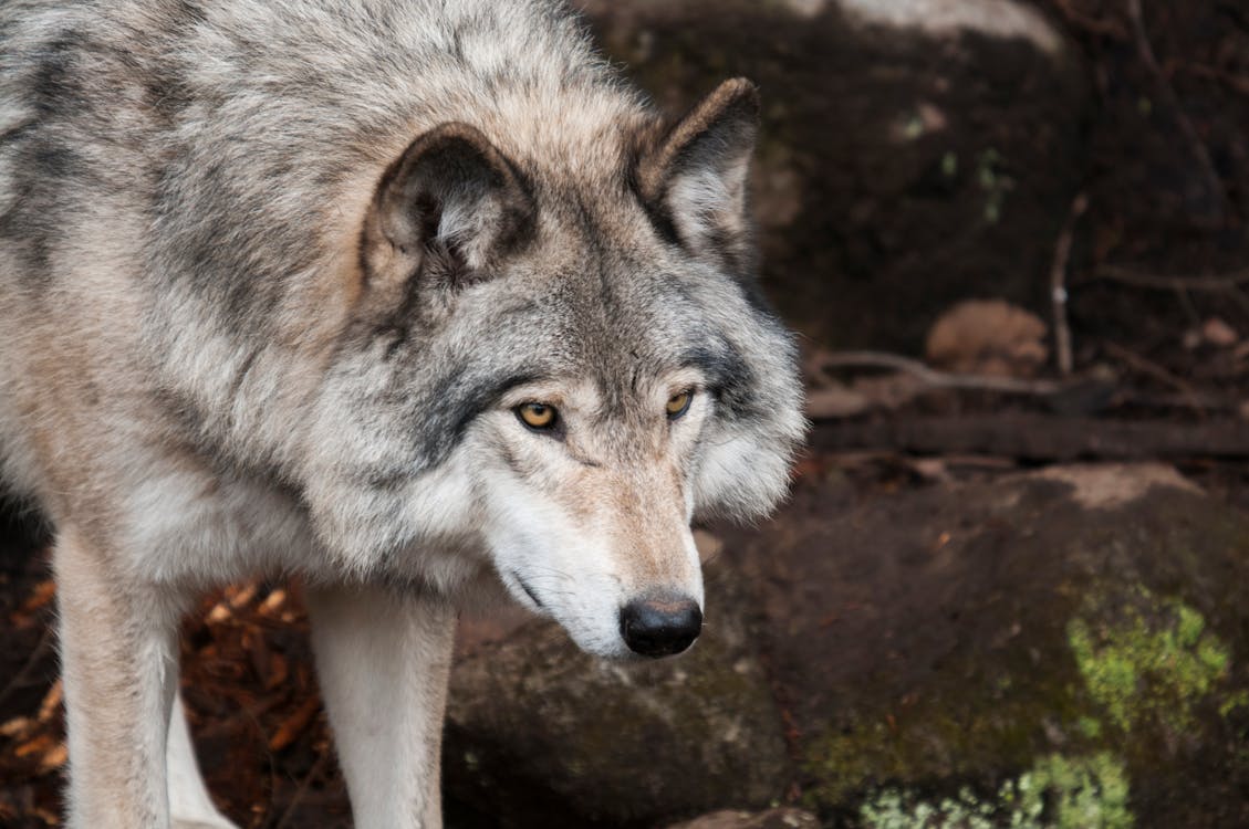 무료 돌 위에 서있는 늑대 스톡 사진