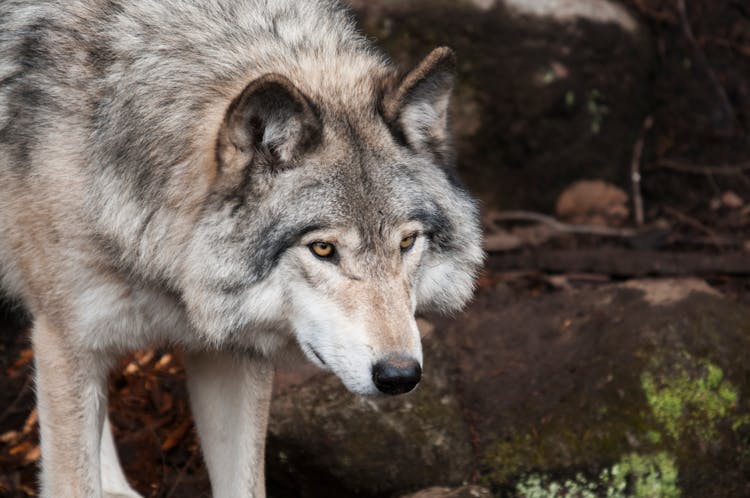 Wolf Standing On Stone