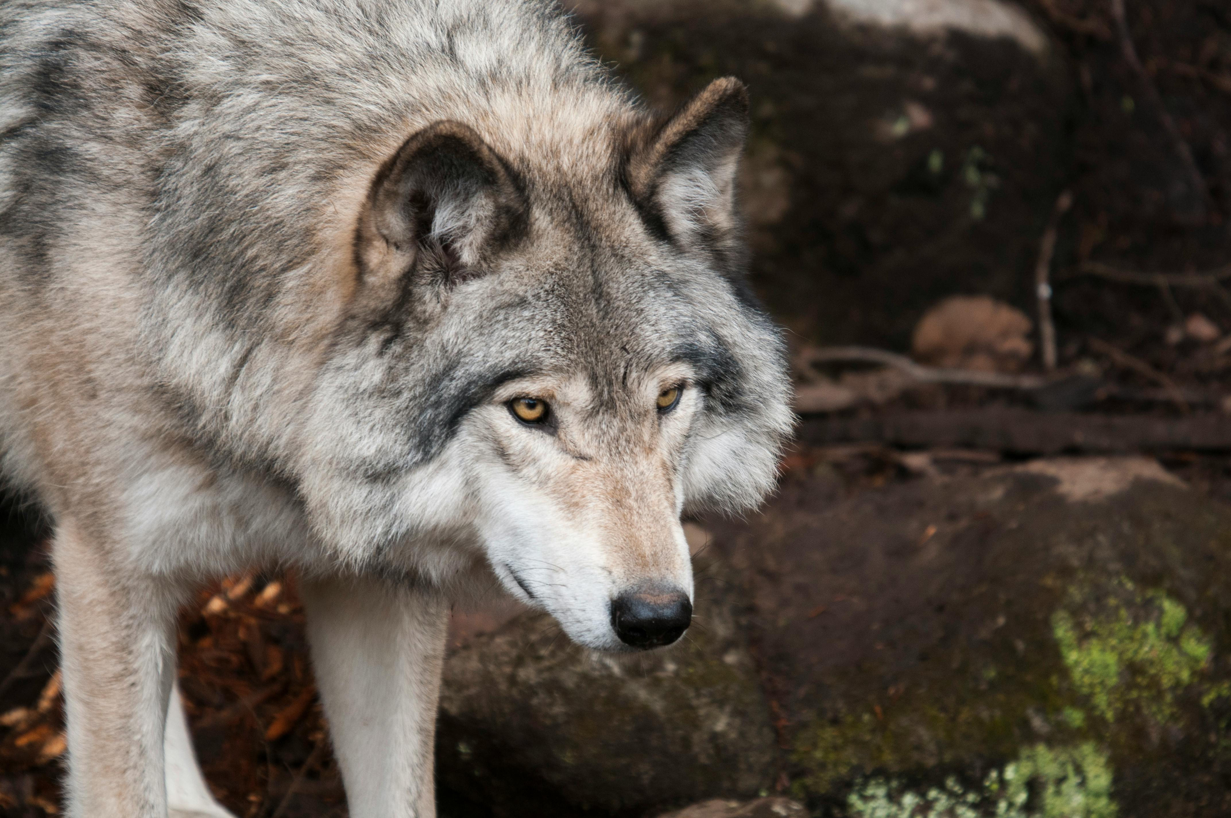 Wolf Standing on Stone · Free Stock Photo