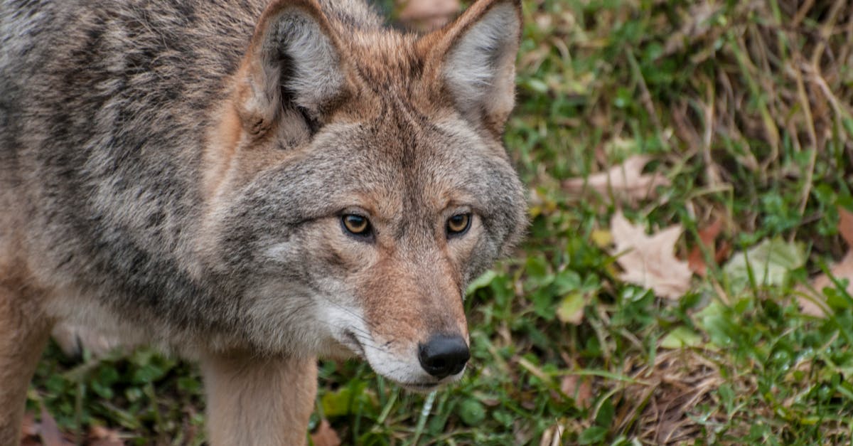 Free stock photo of carnivore, coyote, fur Free stock photo of carnivore, coyote, fur - 1200 x 627 jpeg 106kB