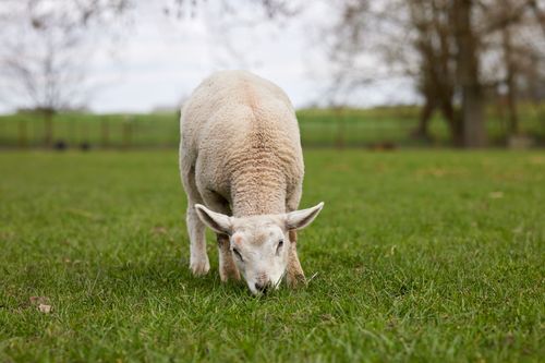 Free A young lamb peacefully grazes on fresh green grass in a rural meadow. Stock Photo