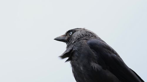 Free Detailed portrait of a Western Jackdaw with a light background, showcasing its distinct features. Stock Photo