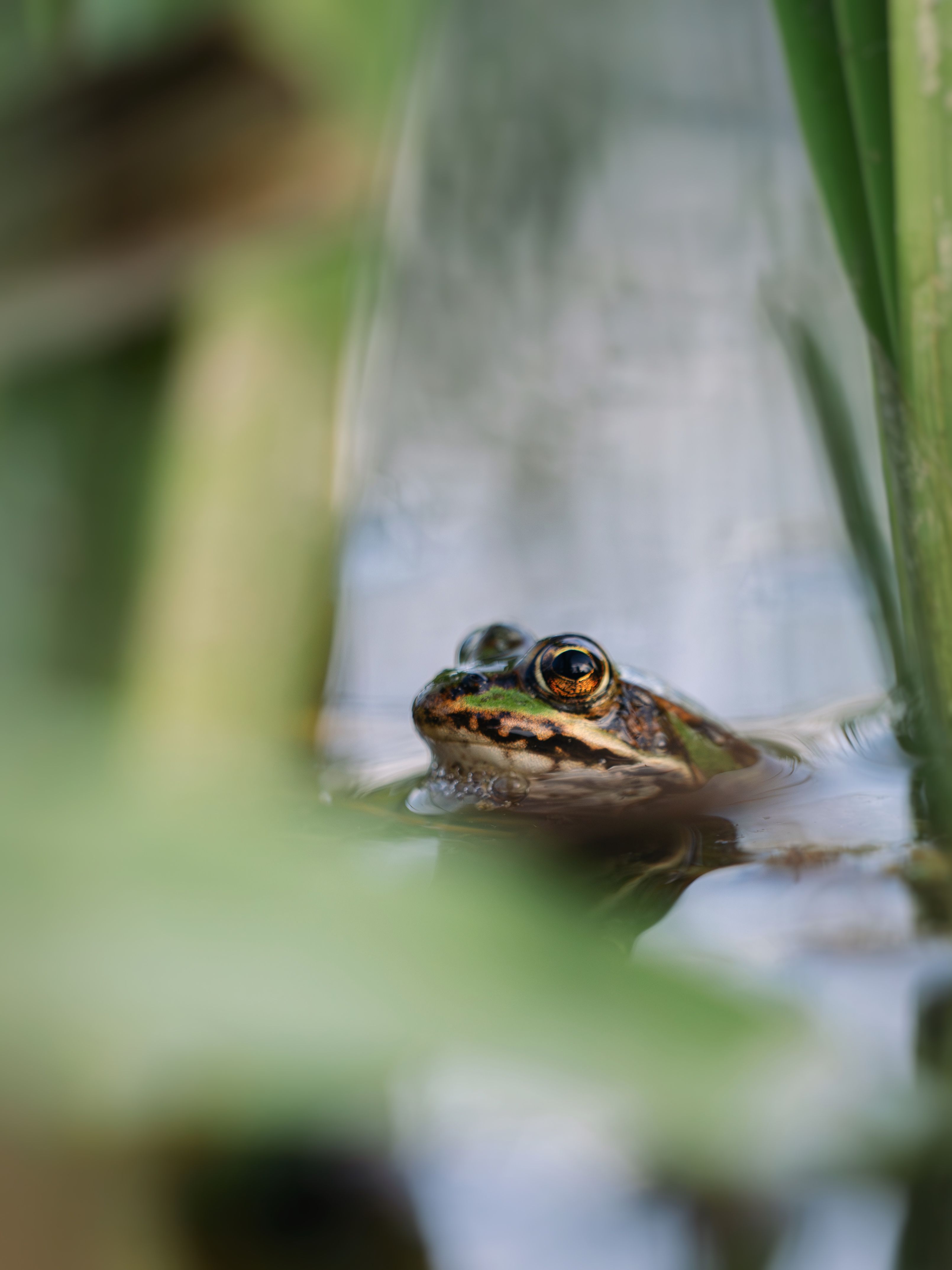 A detailed view of a frog peeking through reeds, partially submerged in water.