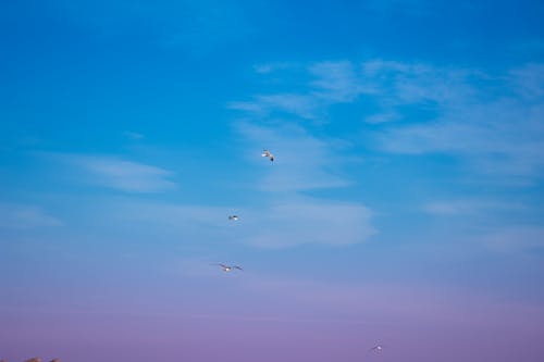 Free stock photo of beautiful sky, bird flying, blue sky