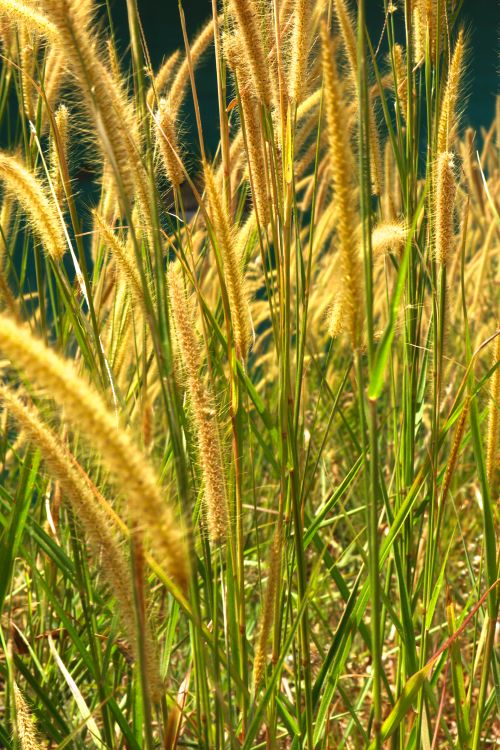 Free Golden wild grass stalks glistening in sunlit summer field. Stock Photo