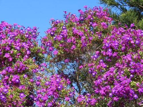 Free stock photo of blooming, blooms, flower wallpaper Stock Photo