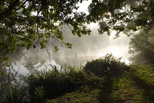Free Serene misty river with swan surrounded by autumn foliage during sunrise. Stock Photo