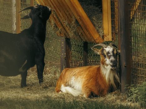 Two goats in a pen, one eating hay. Rustic farm scene.