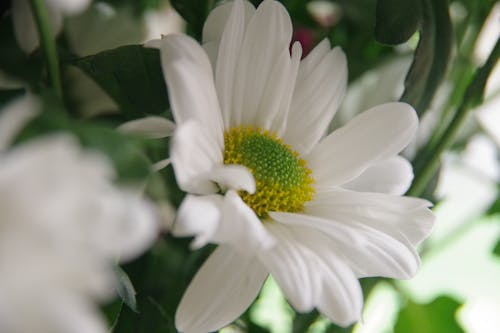 春, 春の花, 白い花の無料の写真素材
