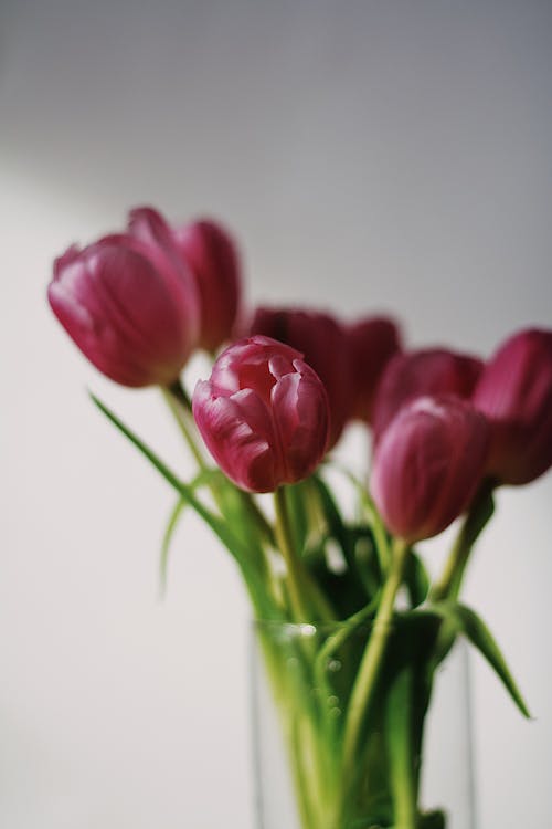 Red Tulips In Clear Glass Vase