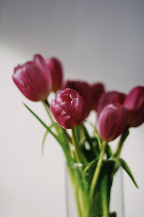 Free Beautiful pink tulips in a vase with soft sunlight play, perfect for springtime themes. Stock Photo