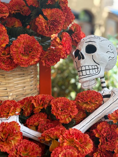 Free A skeleton figure surrounded by vibrant red marigolds, celebrating Day of the Dead. Stock Photo