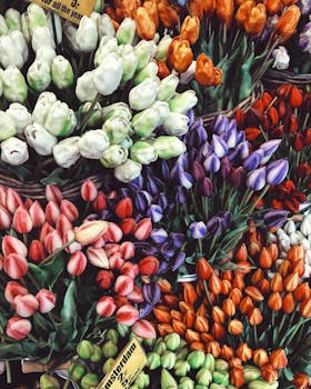 Vibrant tulip bouquet display in Amsterdam's flower market, showcasing a burst of colors.