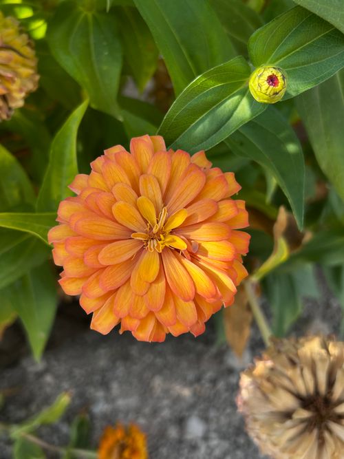 Free Close-up of a vibrant orange Zinnia flower in full bloom surrounded by leaves. Stock Photo