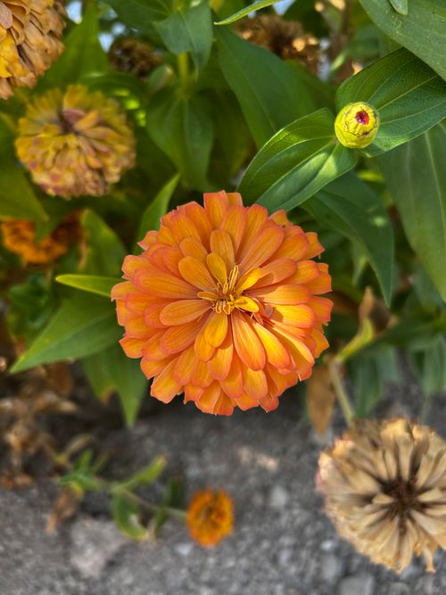 Free Close-up of a vivid orange zinnia flower blooming in a garden setting. Stock Photo