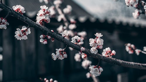 Free White and Red Cherry Blossom Flowers Stock Photo