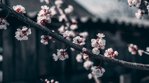 Flores De Cerezo Blancas Y Rojas