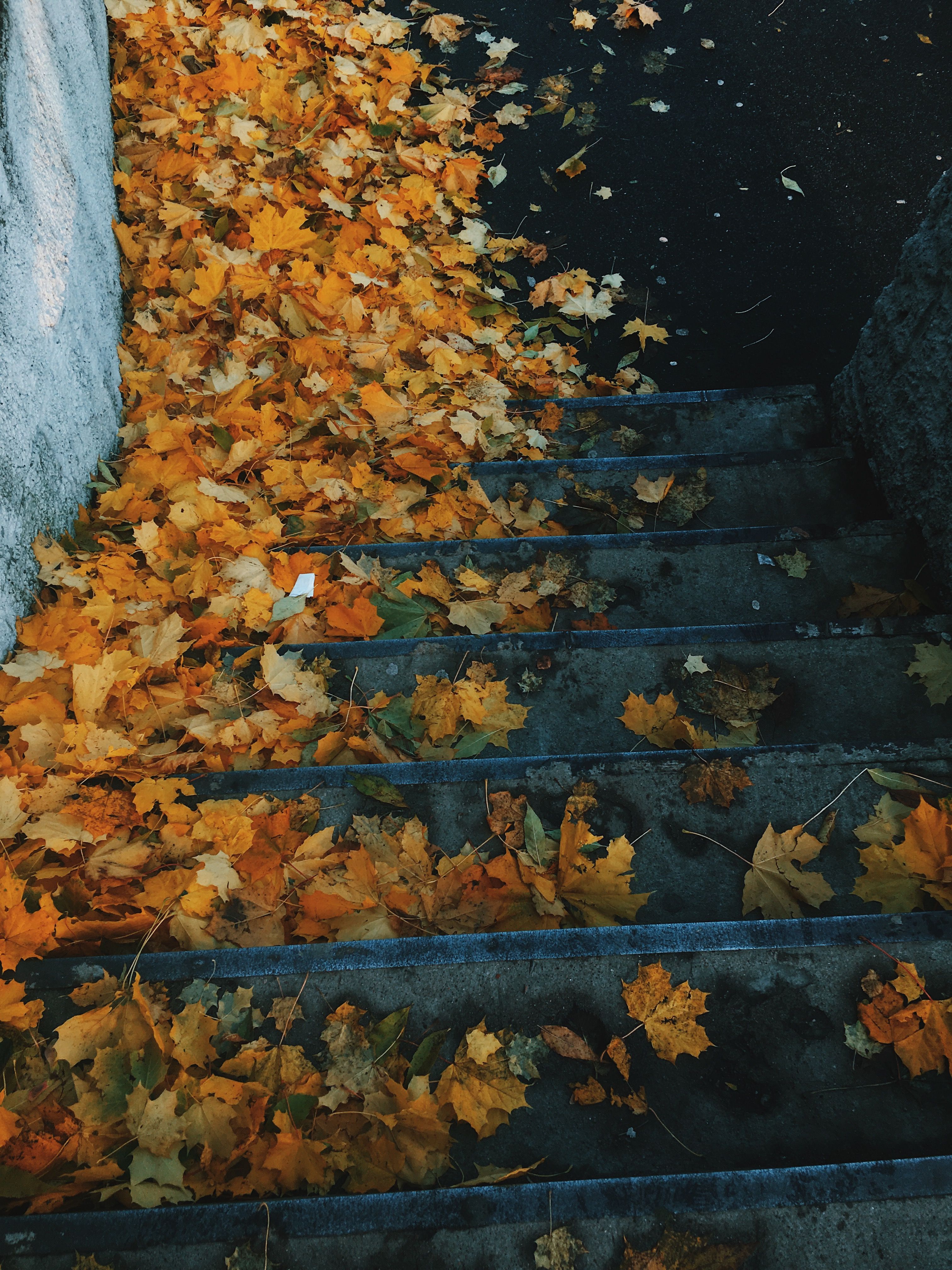 Colorful autumn leaves scattered on a stone staircase creating a seasonal outdoor scene.