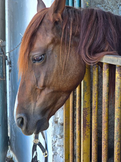 Free Profile of a bay horse with long mane in a stable in Béjaïa, Algeria. Stock Photo