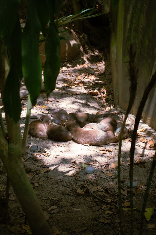 Free stock photo of singapore zoo, zoo Stock Photo