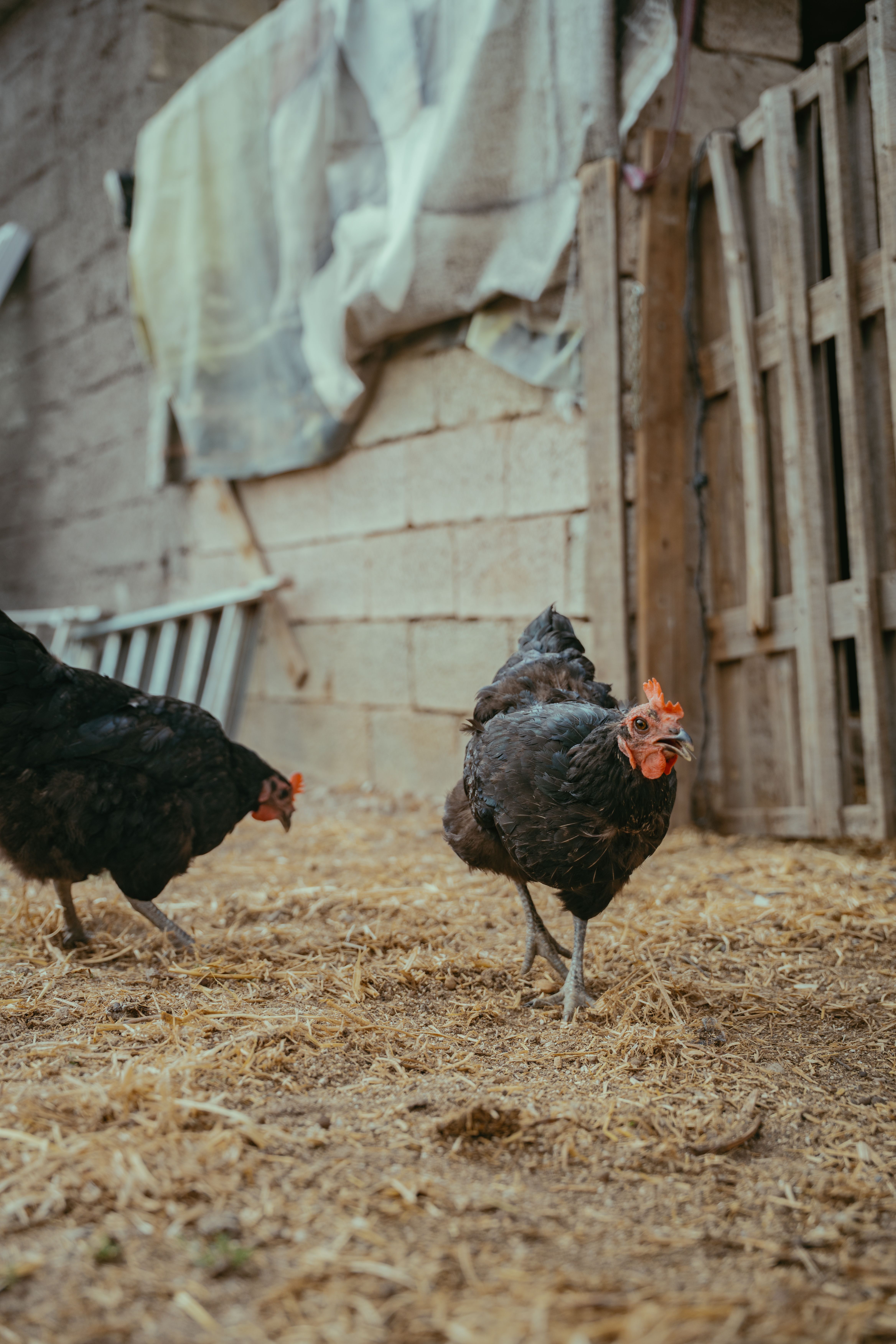 Backyard Chickens