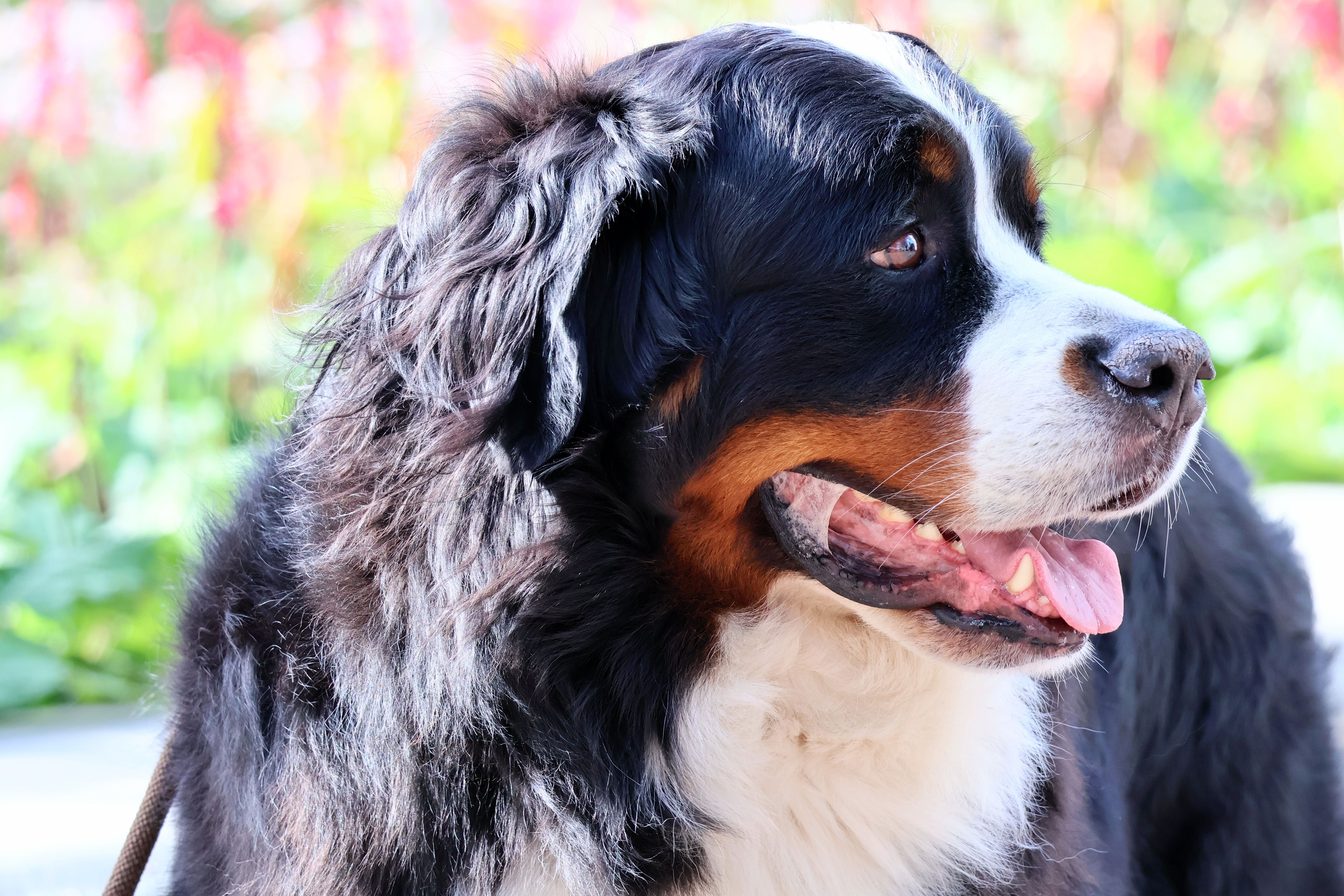 18 Large Dog Breeds Built to Last: Healthy, Long-Lived & Fewer Vet Visits