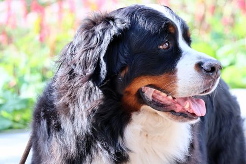 Free Charming portrait of a Bernese Mountain Dog outdoors, showcasing its fluffy coat and gentle expression. Stock Photo