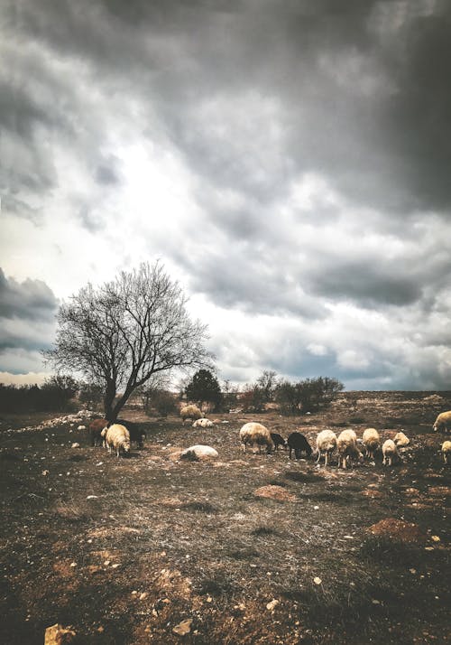 ağaç, doğa, koyun içeren Ücretsiz stok fotoğraf