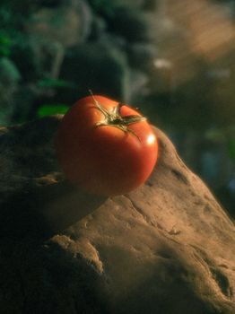 A fresh red tomato illuminated by soft natural light on a rock.