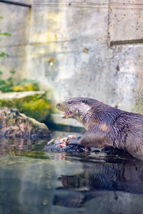 Free Eurasian otter enjoying a meal by a pond, highlighting natural behavior and habitat. Stock Photo