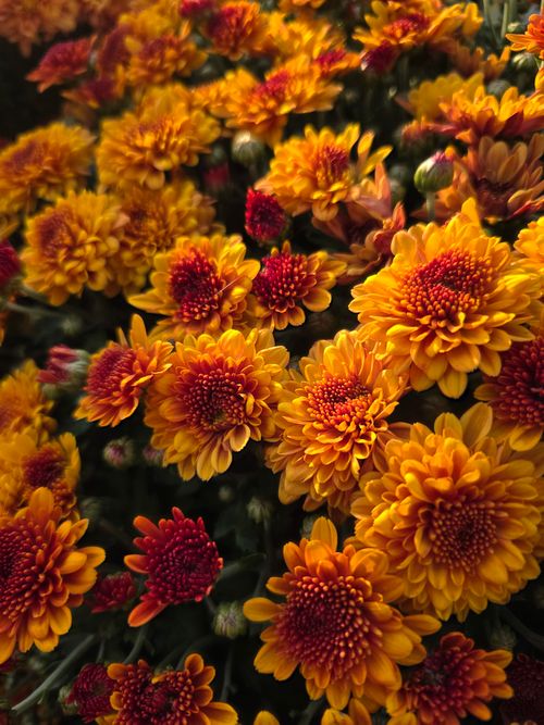 Free Bright and vivid orange chrysanthemums captured in close-up, highlighting their rich autumnal colors. Stock Photo
