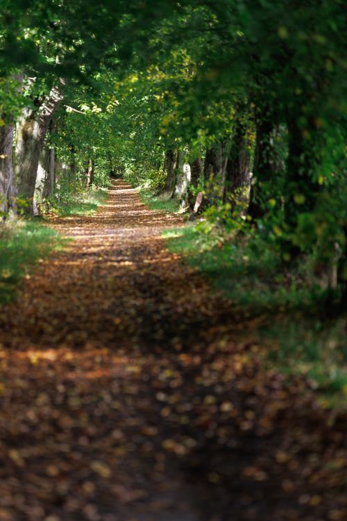 Free A peaceful tree-lined pathway covered in autumn leaves, located in Kaliningrad, Russia. Stock Photo