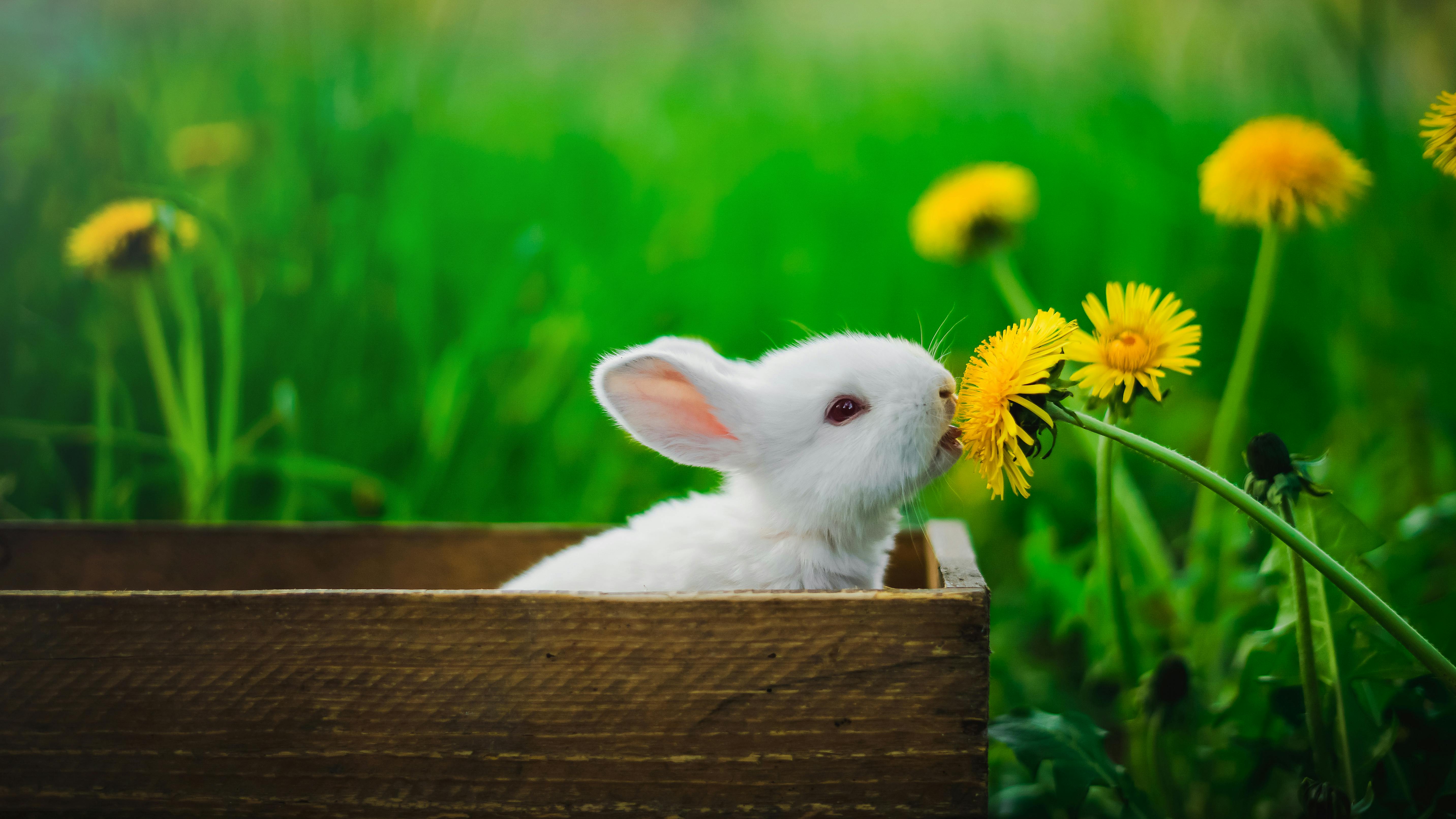 A white rabbit sitting inside a brown wooden box. | Photo: Pexels