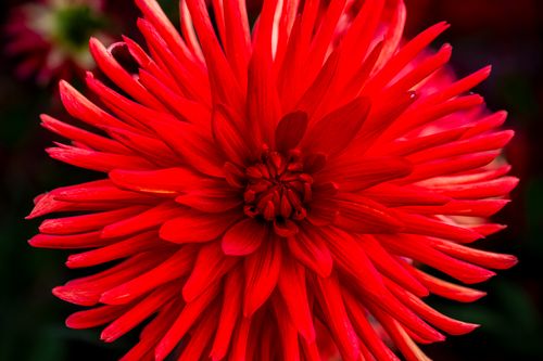 Free A stunning macro photograph of a vibrant red dahlia blossom displaying intricate petal detail. Stock Photo