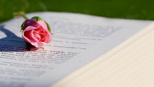 Free Delicate pink rose resting on open book, symbolizing romance and literature, bathed in natural daylight. Stock Photo