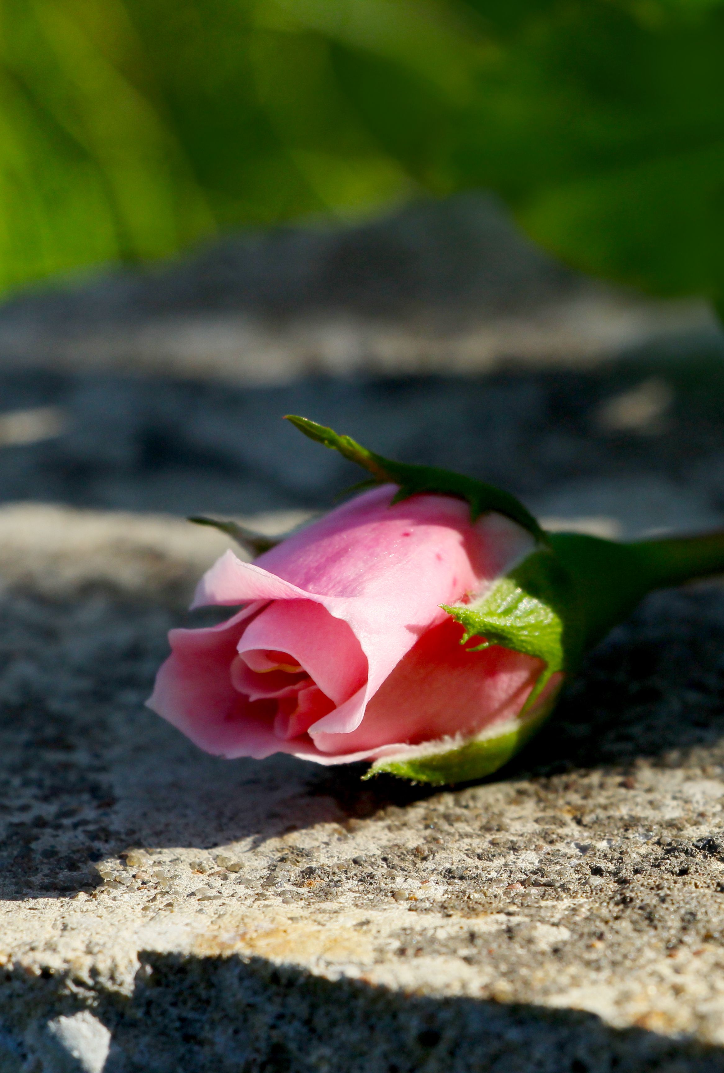 A detailed image of a pink rosebud resting on a textured stone surface, highlighted by natural sunlight.