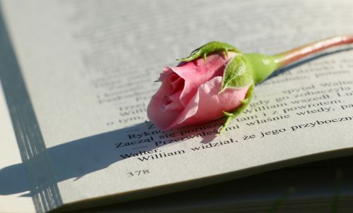 Free Delicate pink rosebud resting on an open book, showcasing elegance and romance. Stock Photo