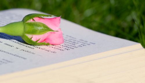 Free A serene image of a pink rose laying on an open book with green grass in the background. Stock Photo
