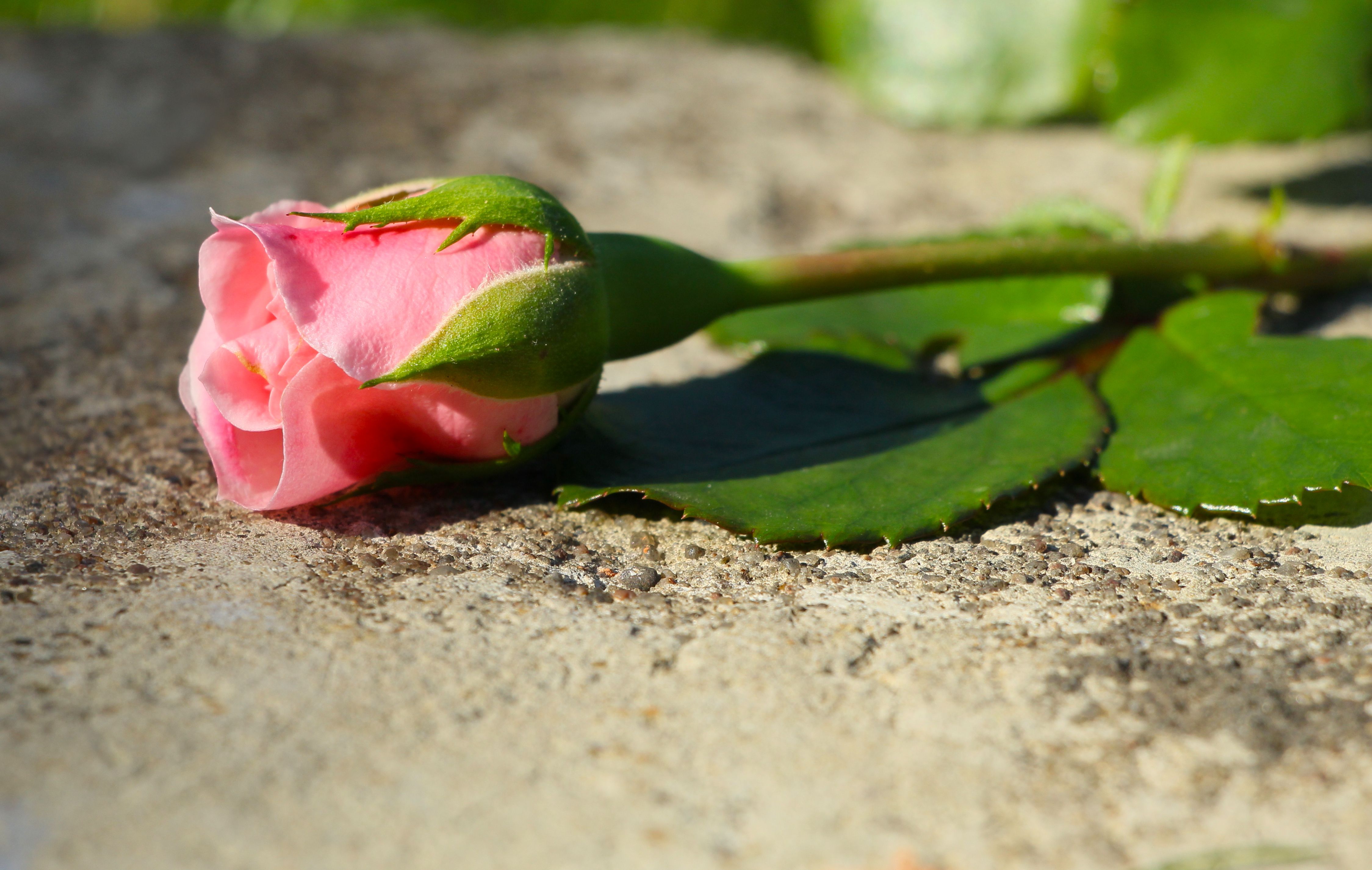 A detailed shot of a pink rosebud resting on a stone surface, capturing natural beauty.