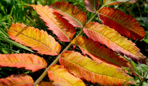 Free Close-up of colorful autumn leaves displaying vibrant red and yellow hues on grassy terrain. Stock Photo