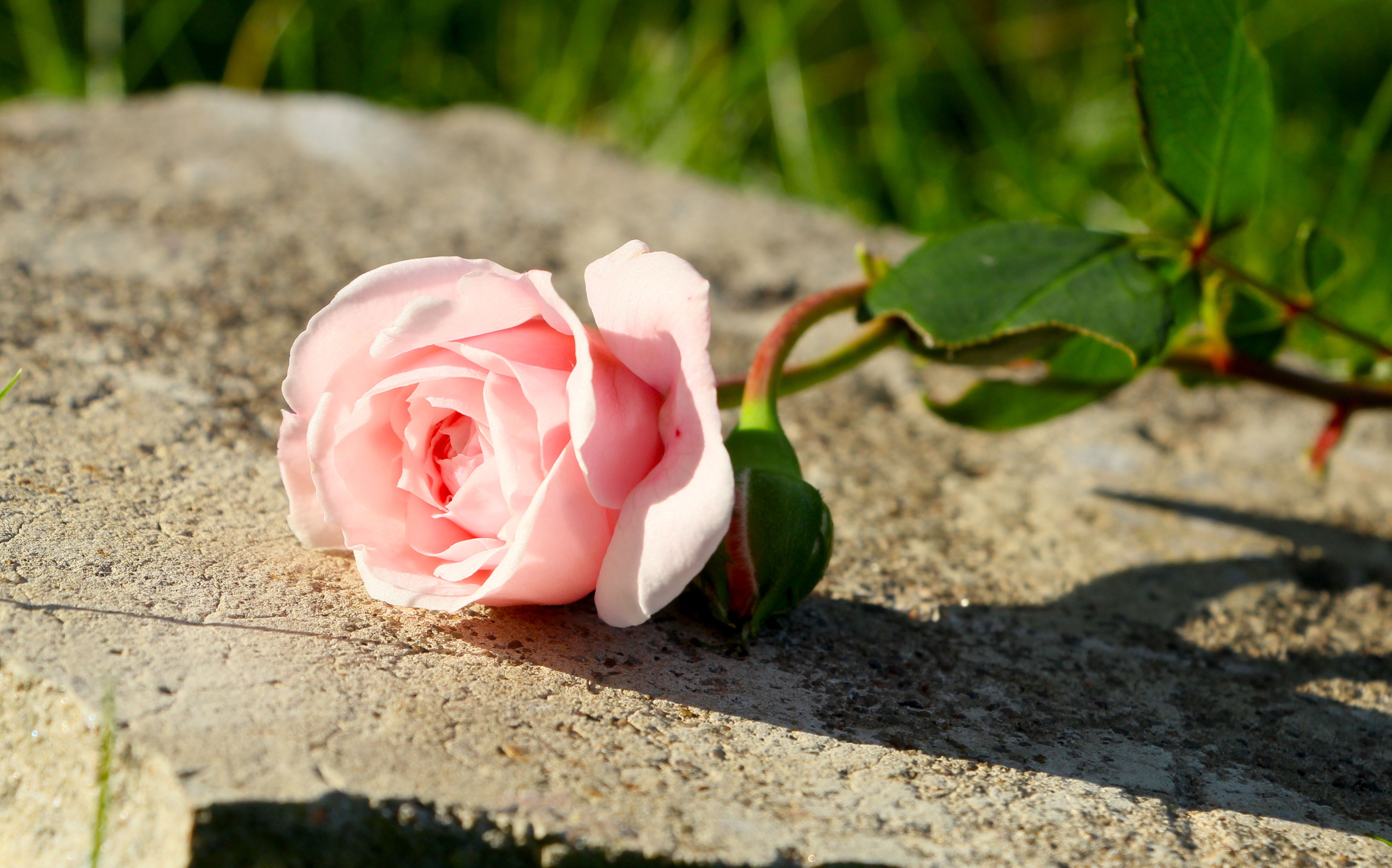 Closeup of a soft pink rose resting on a sunlit stone, showcasing natural beauty and elegance.