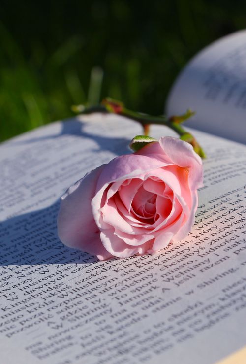 Free A delicate pink rose lying gracefully on an open book, basking in soft sunlight outdoors. Stock Photo