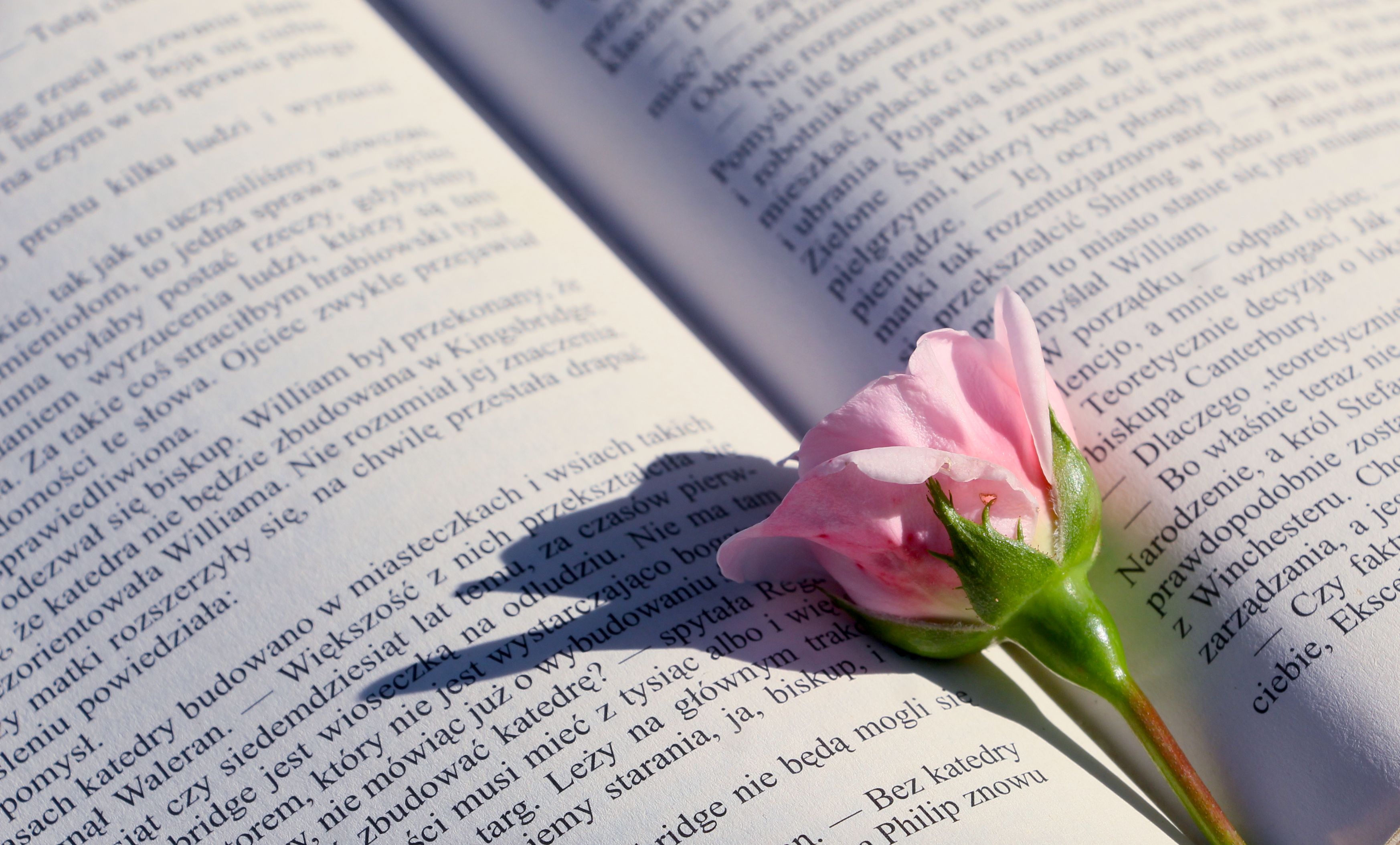Open Book with Pink Rose Petal Bookmark · Free Stock Photo