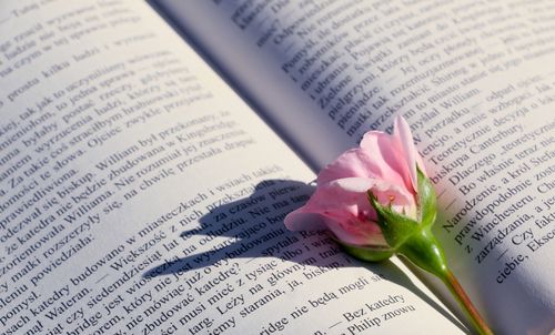 Free An open book with Polish text and a pink rose resting on its pages, casting a shadow. Stock Photo