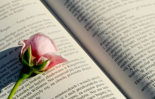 Free A delicate pink rose resting on an open book with sunlight illuminating the pages. Stock Photo