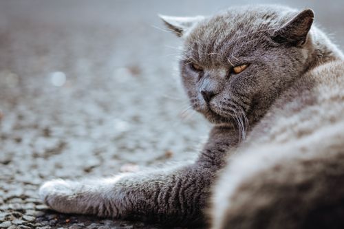 Free A serene British Shorthair cat lounging comfortably on a textured surface outdoors. Stock Photo
