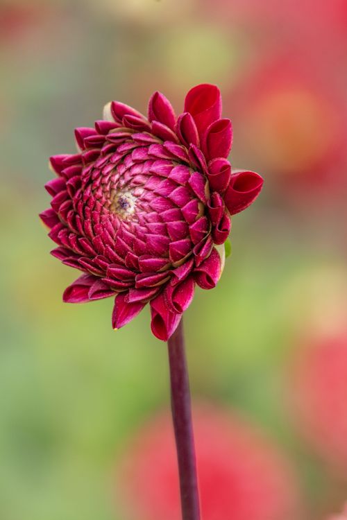 Free A detailed close-up of a vibrant red dahlia bloom with a blurred natural background. Stock Photo